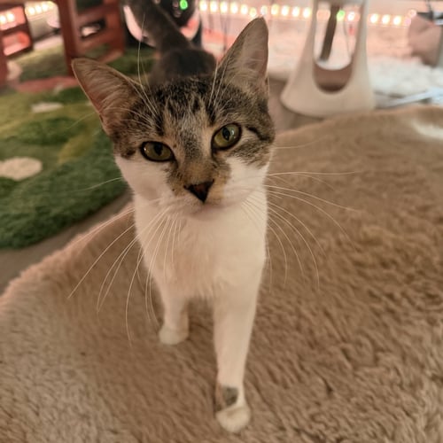 SUGAR COOKIE - Domestic Short Hair available for adoption