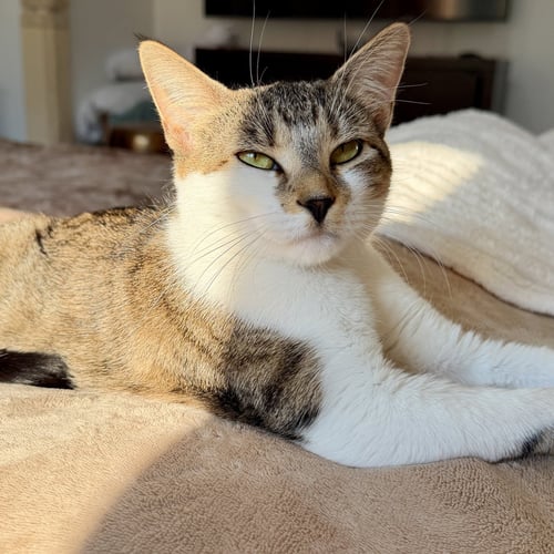 SUGAR COOKIE - Domestic Short Hair available for adoption
