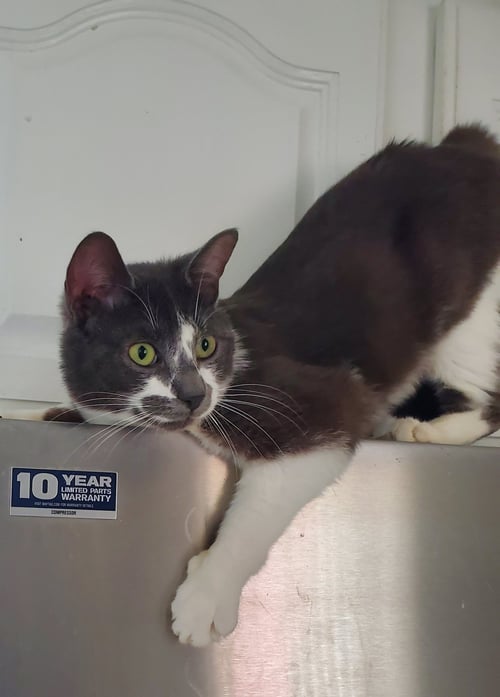 MARCO - Domestic Short Hair available for adoption