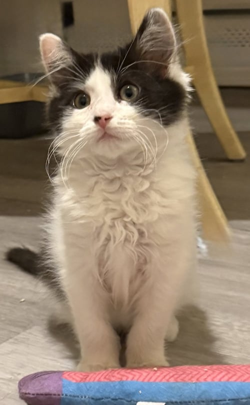 CHAYSE - BONDED PAIR - Domestic Long Hair available for adoption