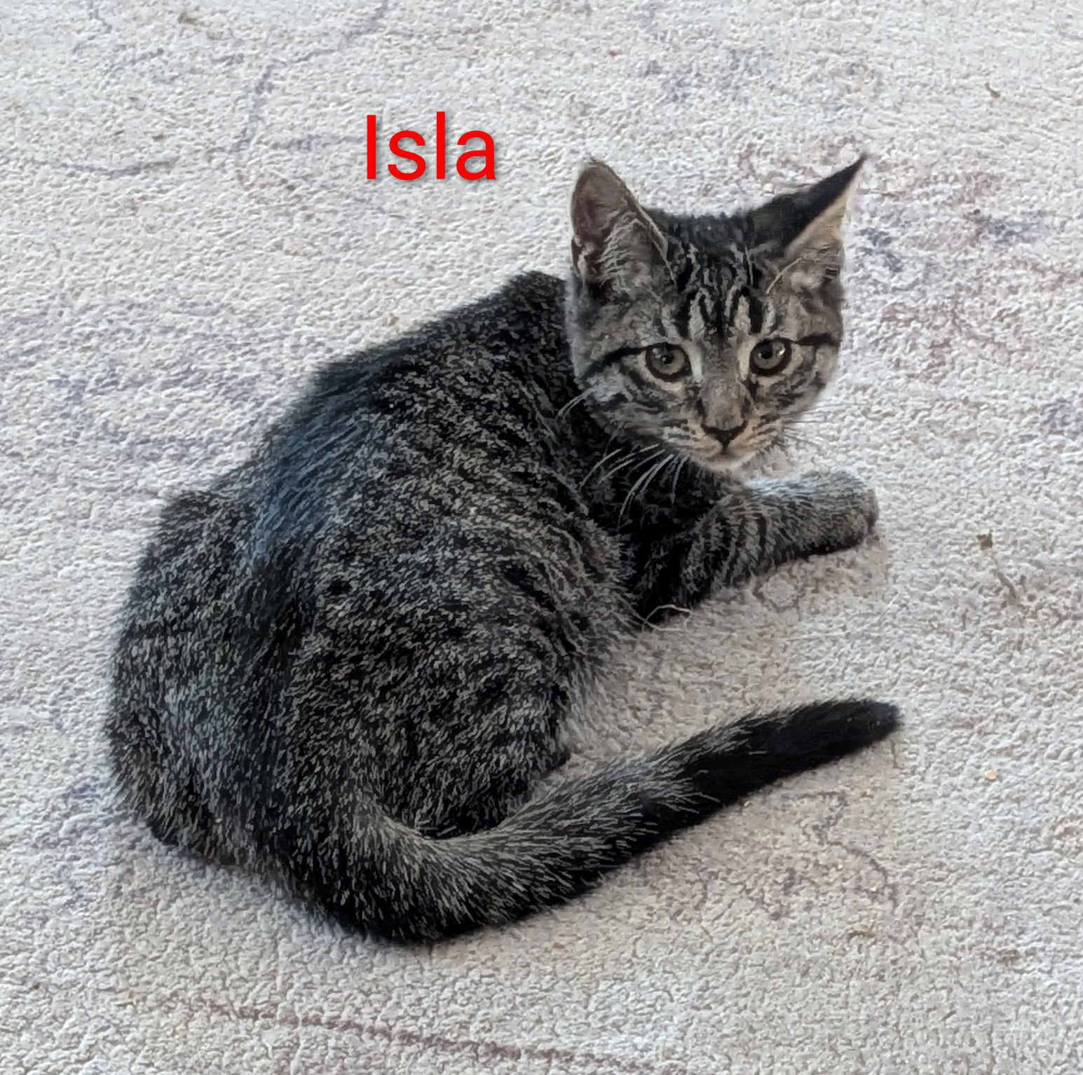 ISLA - Domestic Short Hair available for adoption