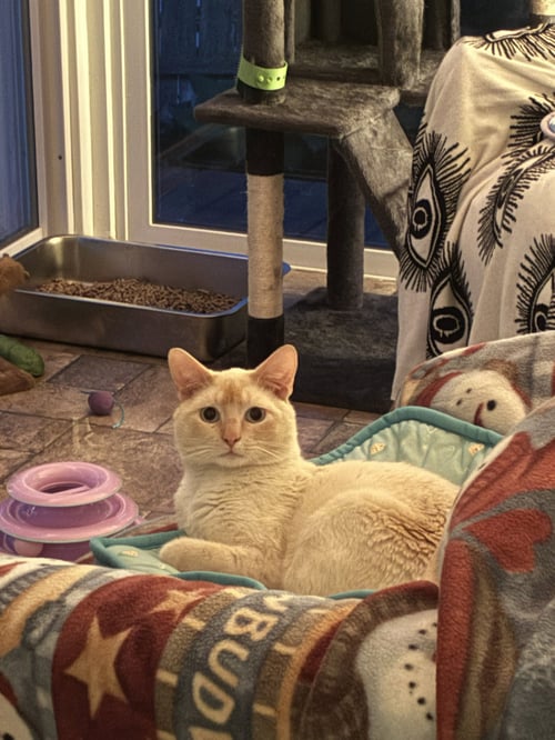 FLAME - Domestic Short Hair / Siamese available for adoption