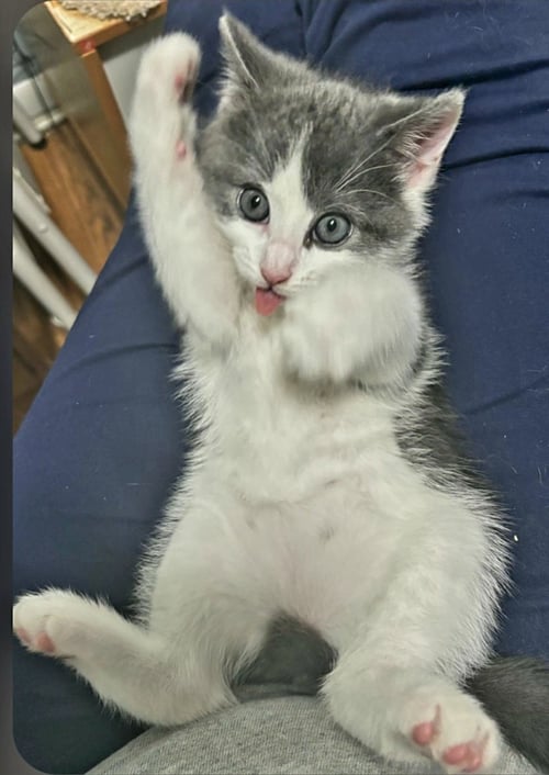 EASTER LILY - Domestic Short Hair available for adoption