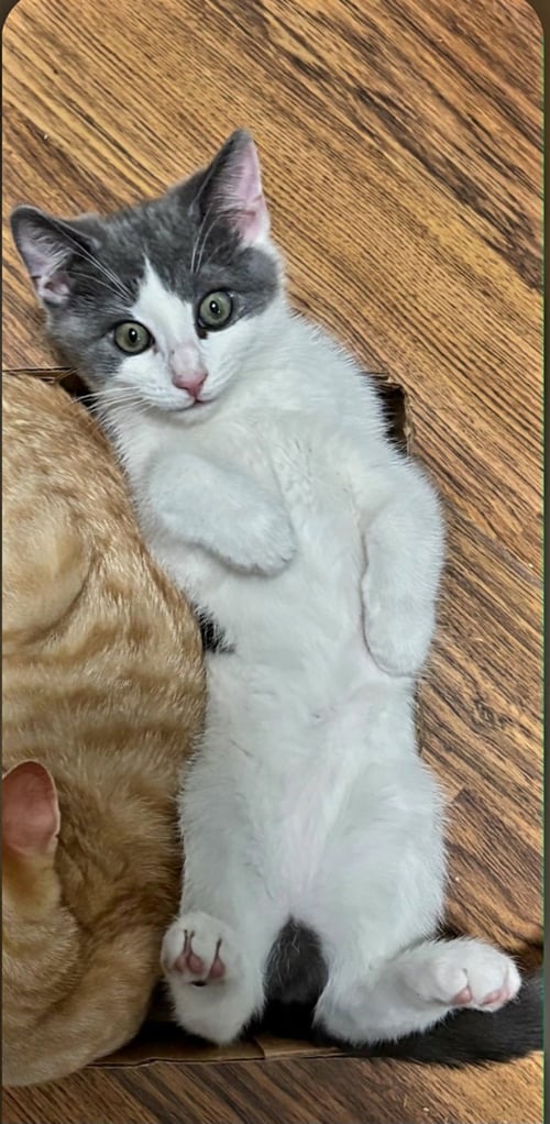 EASTER LILY - Domestic Short Hair available for adoption