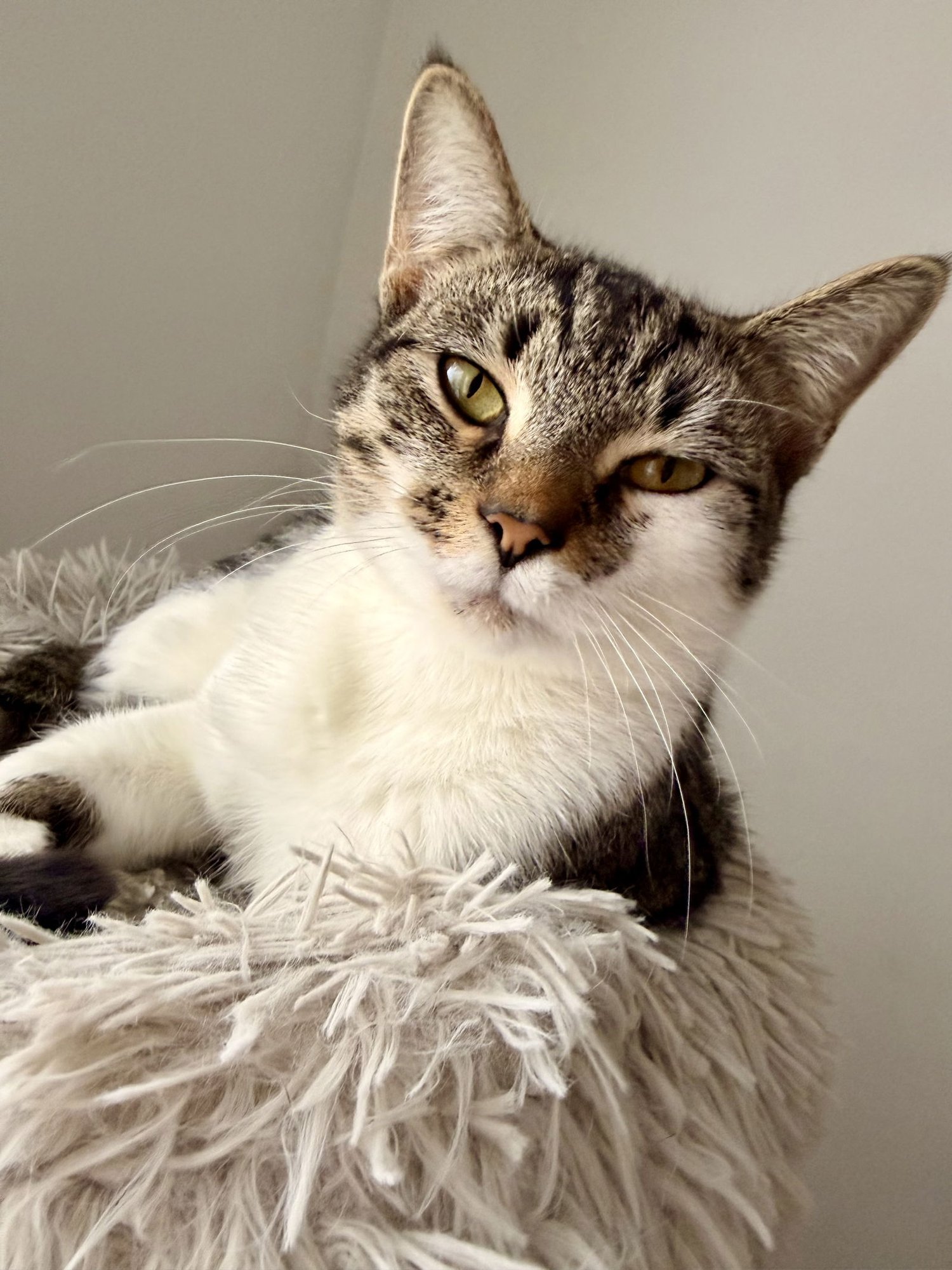 FETA - Domestic Short Hair available for adoption