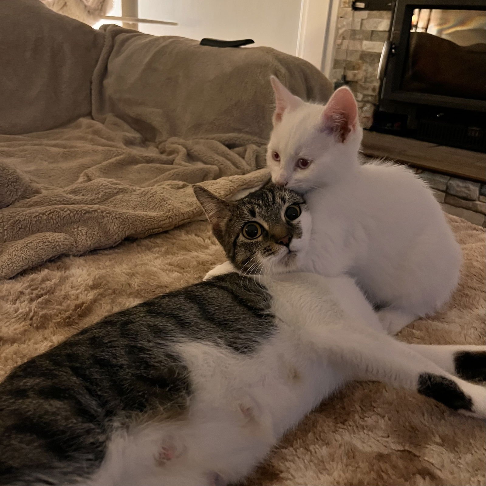 FETA - Domestic Short Hair available for adoption