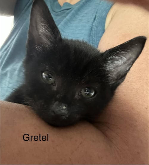 GRETEL - Domestic Short Hair available for adoption