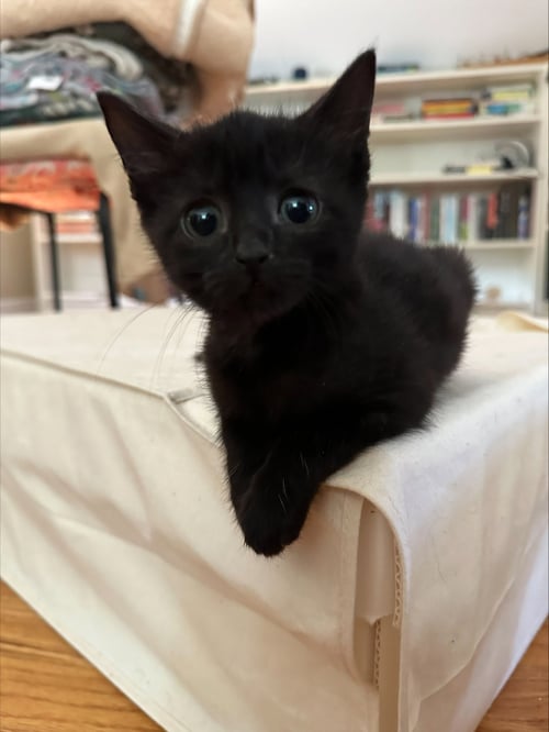 GRETEL - Domestic Short Hair available for adoption
