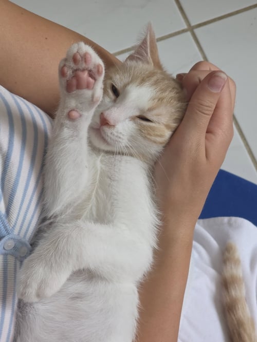 FERNANDO - Domestic Short Hair available for adoption
