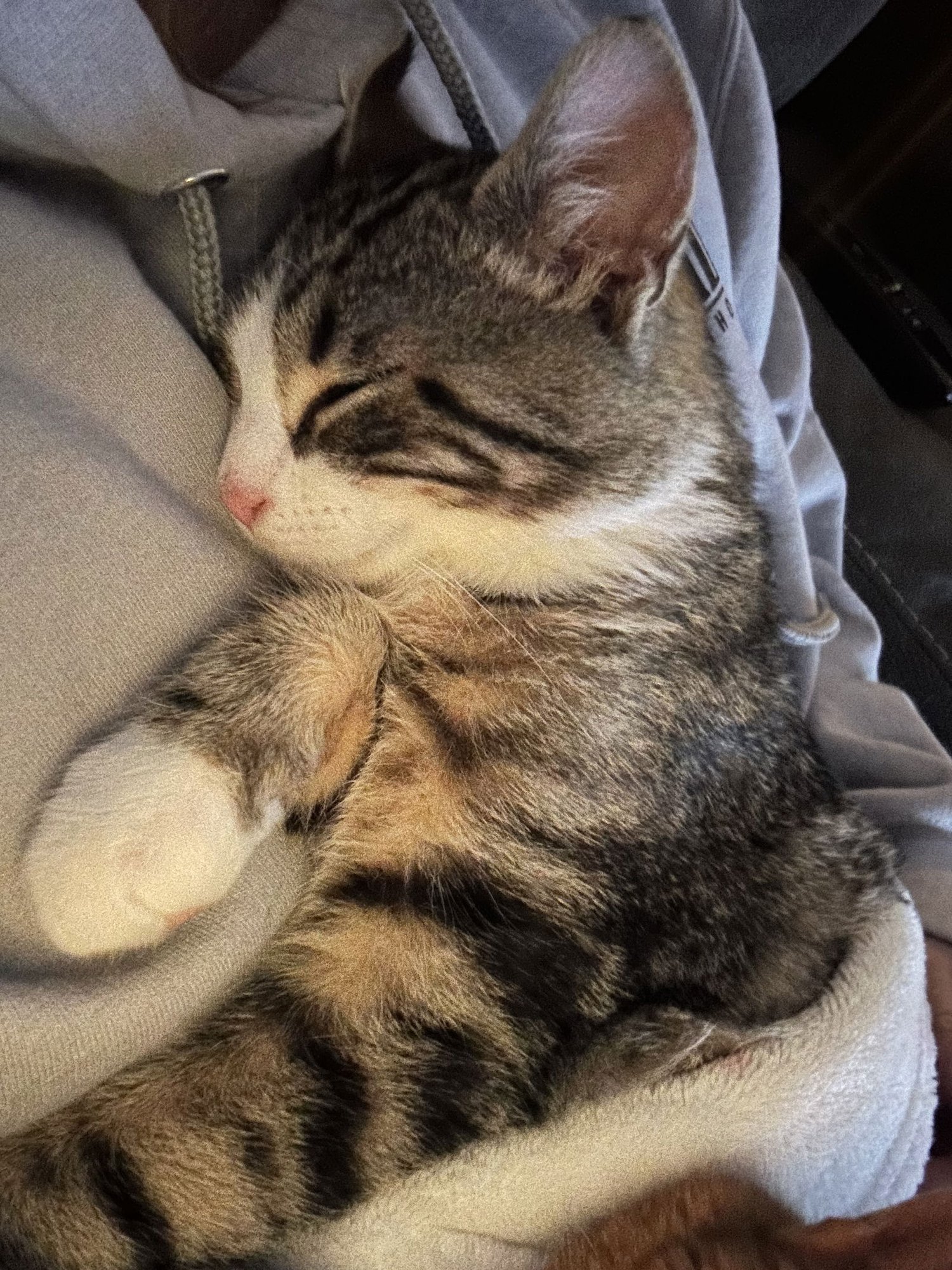 ABE - Domestic Short Hair available for adoption