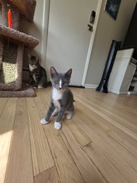 Billie Jean - BONDED PAIR - Photo 4