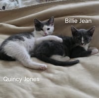 Billie Jean - BONDED PAIR - Photo 5