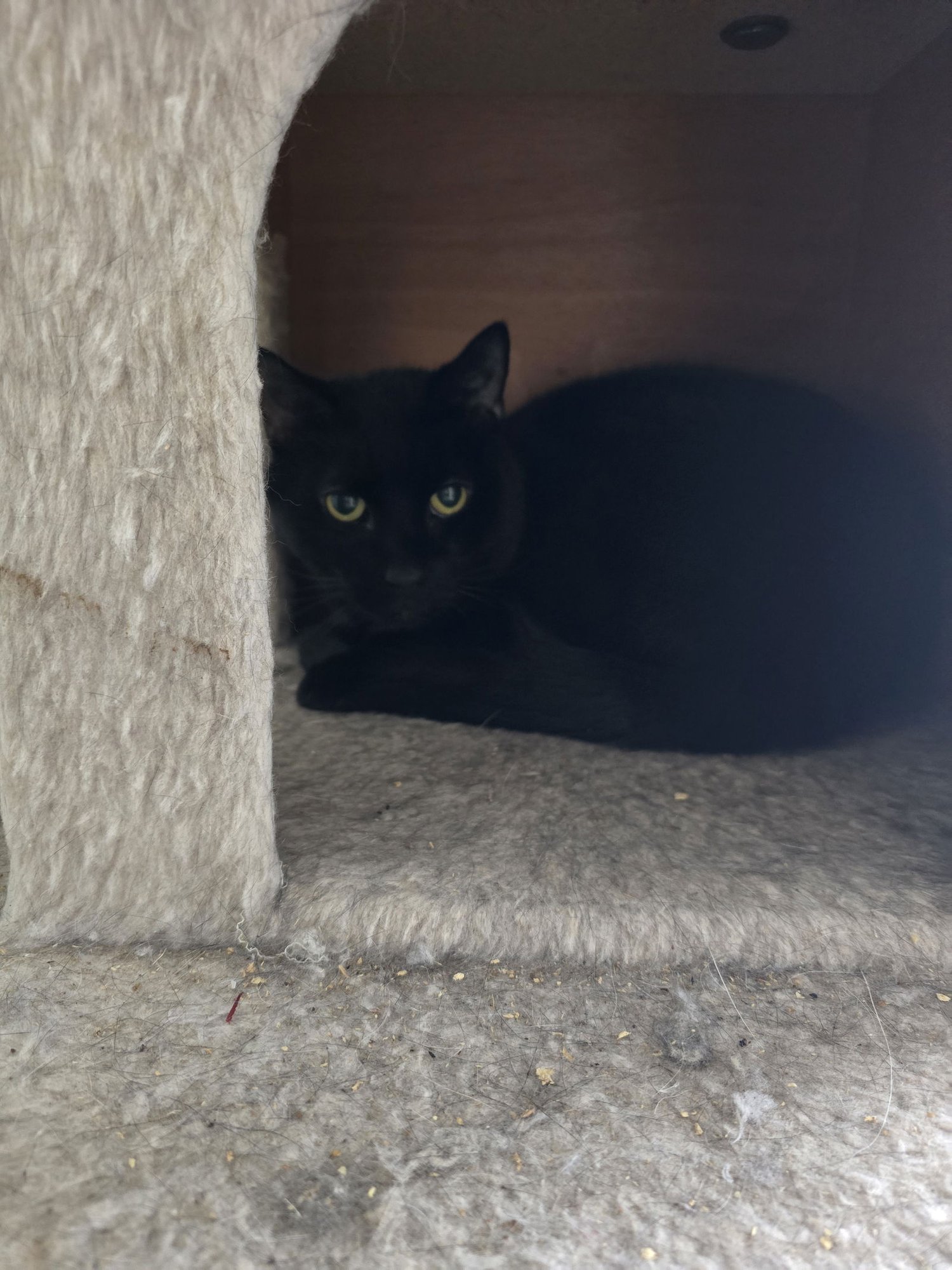 SMOKEY - Domestic Short Hair available for adoption