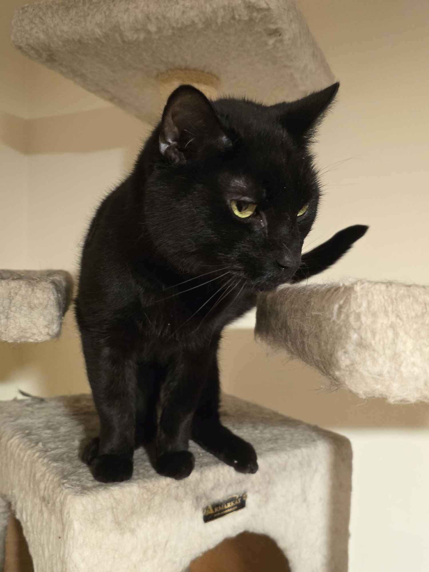 SMOKEY - Domestic Short Hair available for adoption