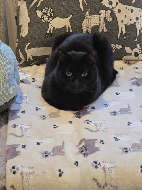 SMOKEY - Domestic Short Hair available for adoption