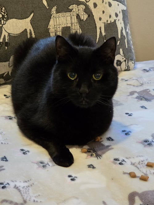 SMOKEY - Domestic Short Hair available for adoption