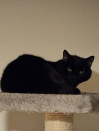 Smokey - Photo 5