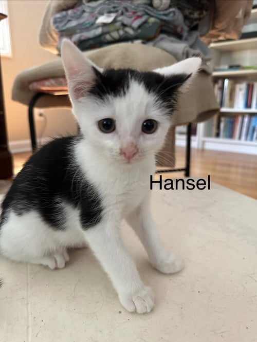 HANSEL - Domestic Short Hair for adoption in New Haven