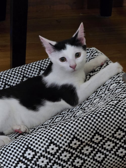 HANSEL - Domestic Short Hair available for adoption