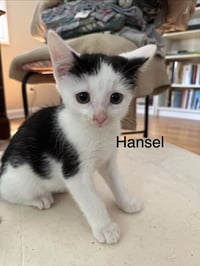 Hansel - Photo 10