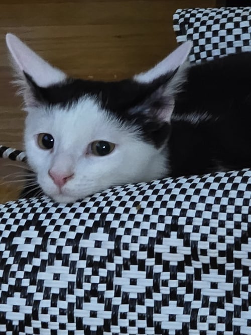 HANSEL - Domestic Short Hair available for adoption
