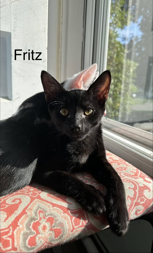 FRITZ - Domestic Short Hair available for adoption