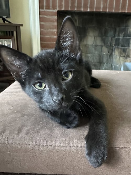 FRITZ - Domestic Short Hair available for adoption