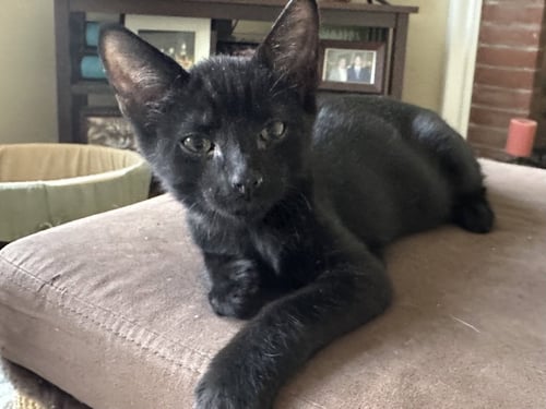 FRITZ - Domestic Short Hair available for adoption
