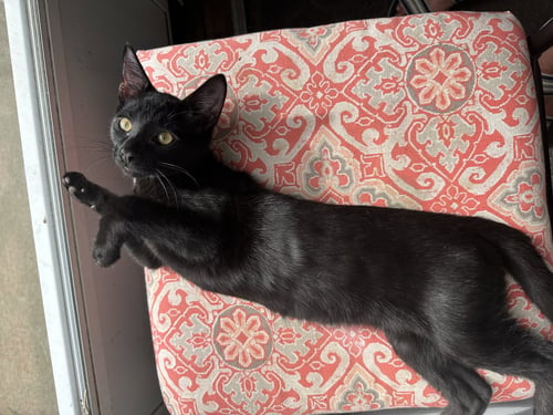 FRITZ - Domestic Short Hair available for adoption