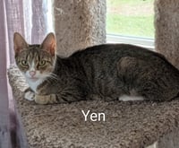 Yen - Photo 1