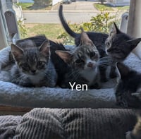 Yen - Photo 2