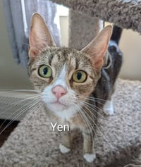 Yen - Photo 3
