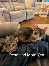 Yen - Photo 6