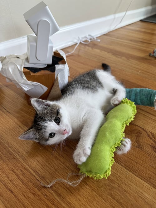 MCINTOSH - Domestic Short Hair available for adoption