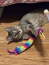 Febe - Photo 3