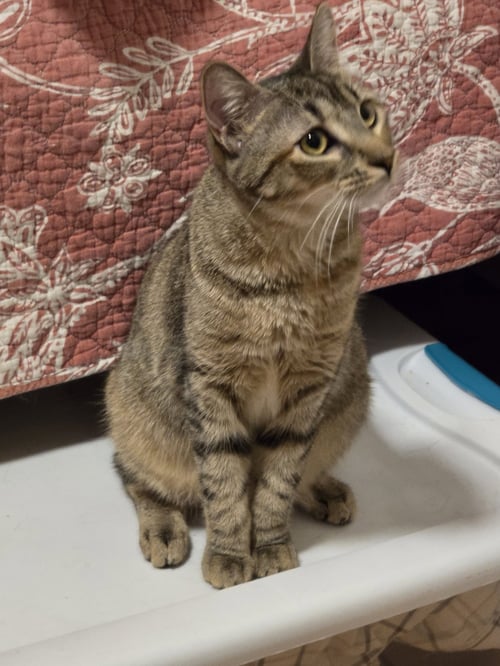 FEBE - Domestic Short Hair available for adoption