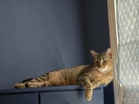 Febe - Photo 1