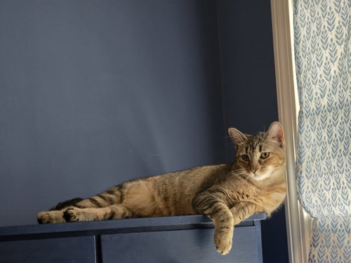 FEBE - Domestic Short Hair available for adoption