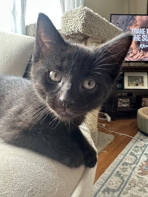 SERIPHINA - Domestic Short Hair available for adoption