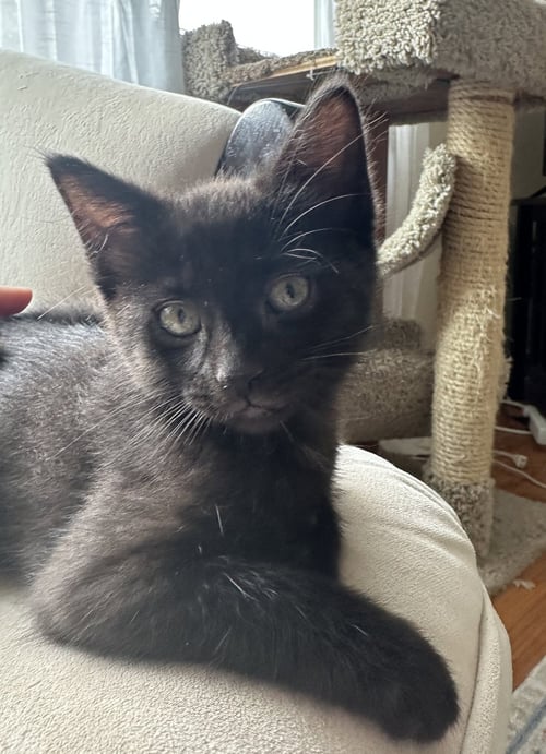 SERIPHINA - Domestic Short Hair available for adoption