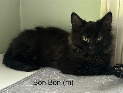BON BON - Domestic Long Hair available for adoption