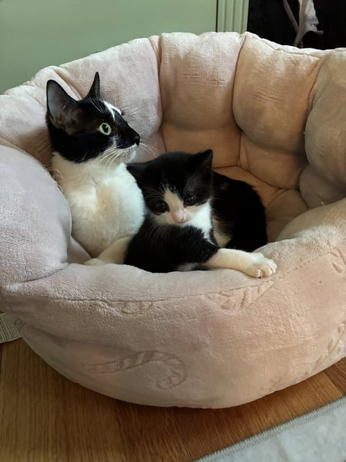 MAIZE - Domestic Short Hair available for adoption