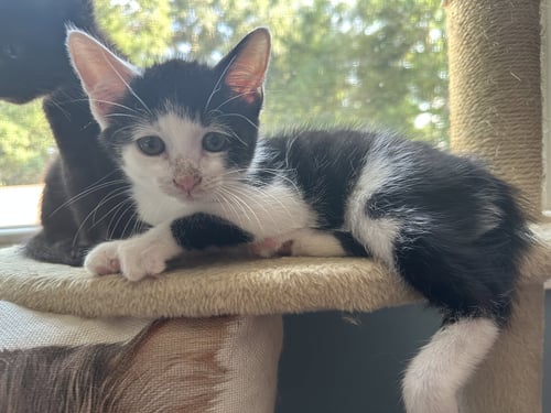 OTTO - Domestic Short Hair for adoption in New Haven