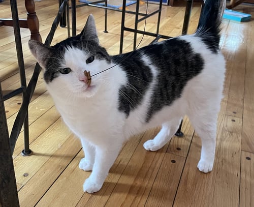 ADONIS - Domestic Short Hair available for adoption