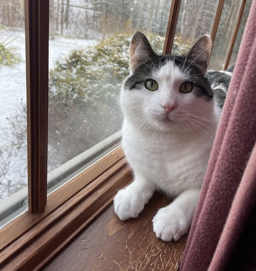 ADONIS - Domestic Short Hair available for adoption