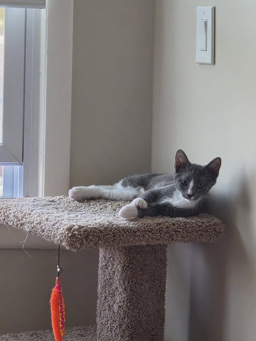 QUINCY JONES - BONDED PAIR - Domestic Short Hair available for adoption