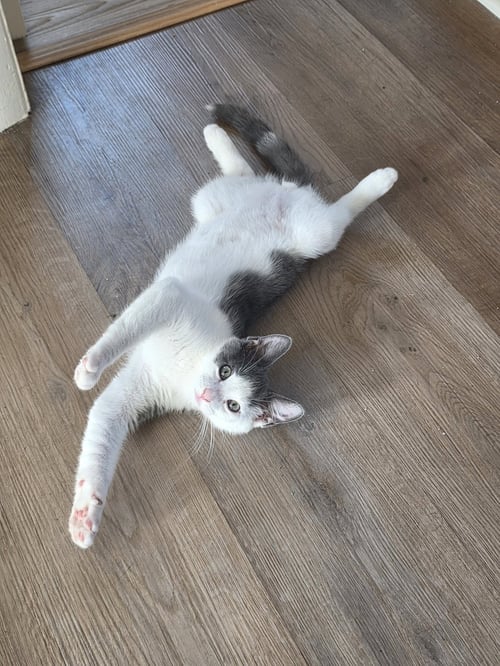 QUINCY JONES - BONDED PAIR - Domestic Short Hair available for adoption