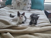 Quincy Jones - BONDED PAIR - Photo 3