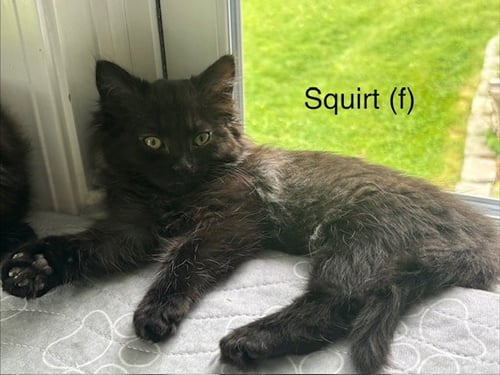 SQUIRT
