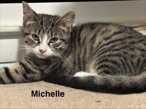 MICHELLE - Domestic Short Hair available for adoption